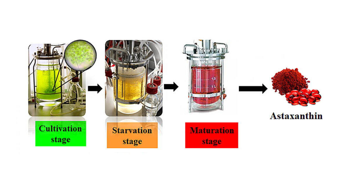 astaxanthin-biosynthesis-main