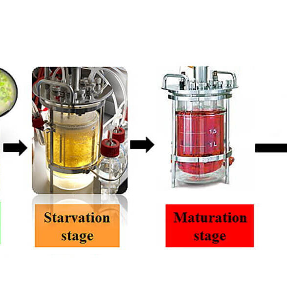astaxanthine-biosynthèse-principal astaxanthin biosynthesis