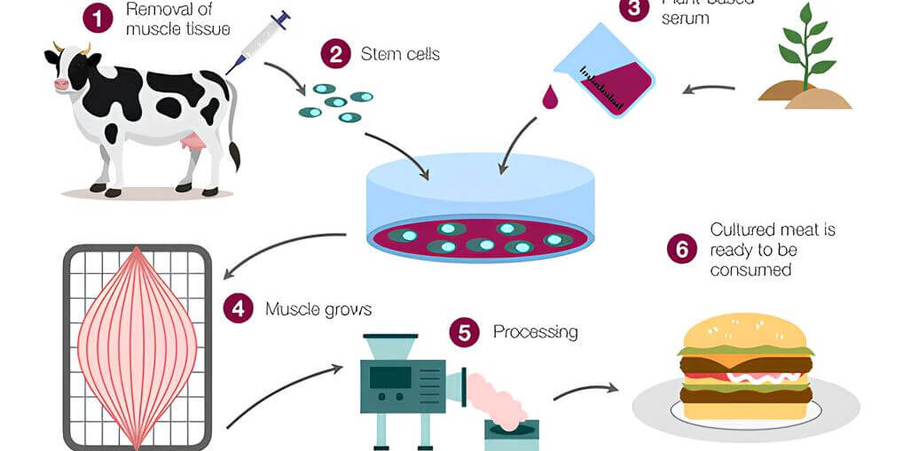 Zellkultiviertes Fleisch Zellkultiviertes Fleisch