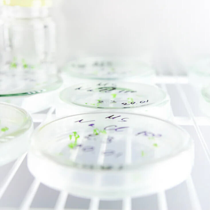 technologie de culture en suspension technologie de culture en suspension