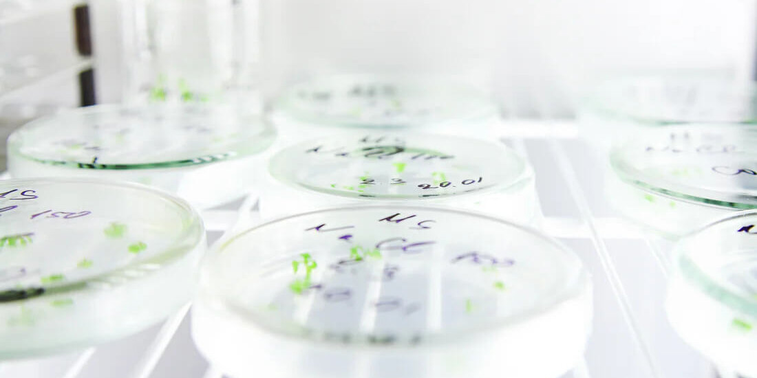 Suspensionskultur-Technologie Suspensionskulturtechnologie