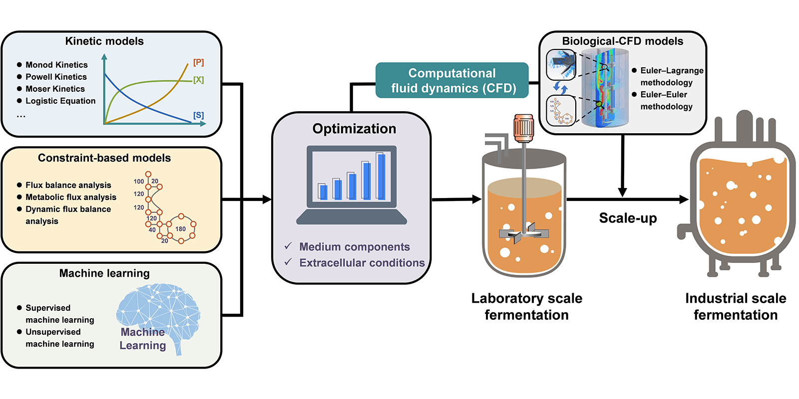 fermentation-metabolism fermentation metabolism